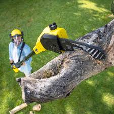 How Our Tree Care Process Works  in West Athens, CA